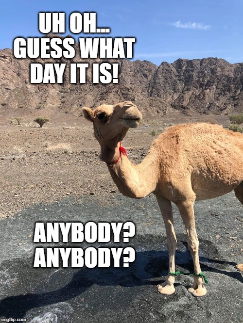 guess what day it is gif