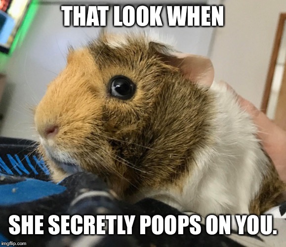 THAT LOOK WHEN; SHE SECRETLY POOPS ON YOU. | image tagged in guinea pig | made w/ Imgflip meme maker