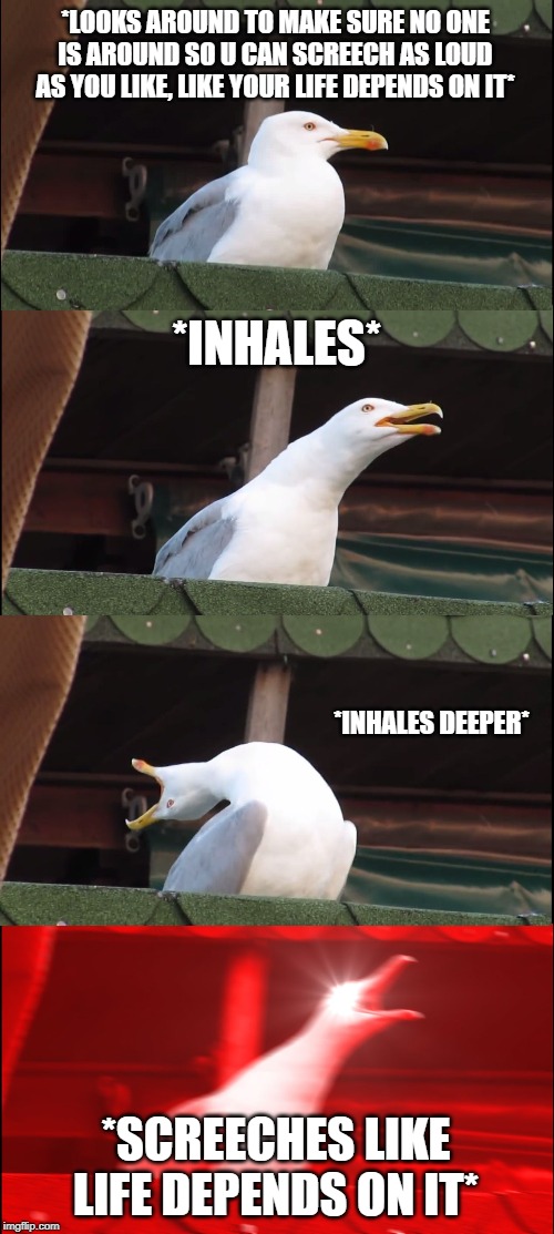 Screeching Boi | *LOOKS AROUND TO MAKE SURE NO ONE IS AROUND SO U CAN SCREECH AS LOUD AS YOU LIKE, LIKE YOUR LIFE DEPENDS ON IT*; *INHALES*; *INHALES DEEPER*; *SCREECHES LIKE LIFE DEPENDS ON IT* | image tagged in memes,inhaling seagull | made w/ Imgflip meme maker