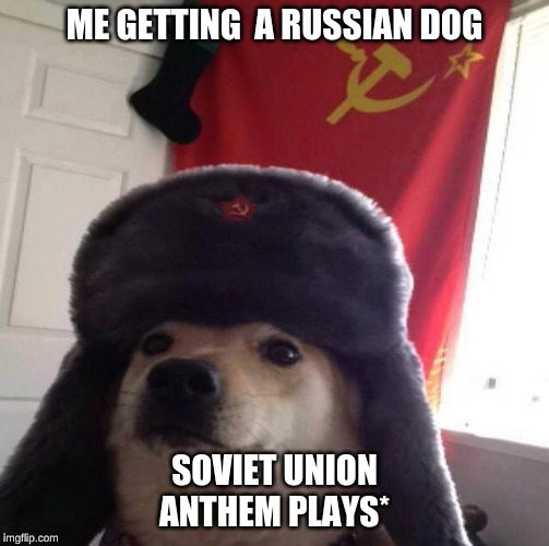 Russian Doge | ME GETTING  A RUSSIAN DOG; SOVIET UNION ANTHEM PLAYS* | image tagged in russian doge | made w/ Imgflip meme maker