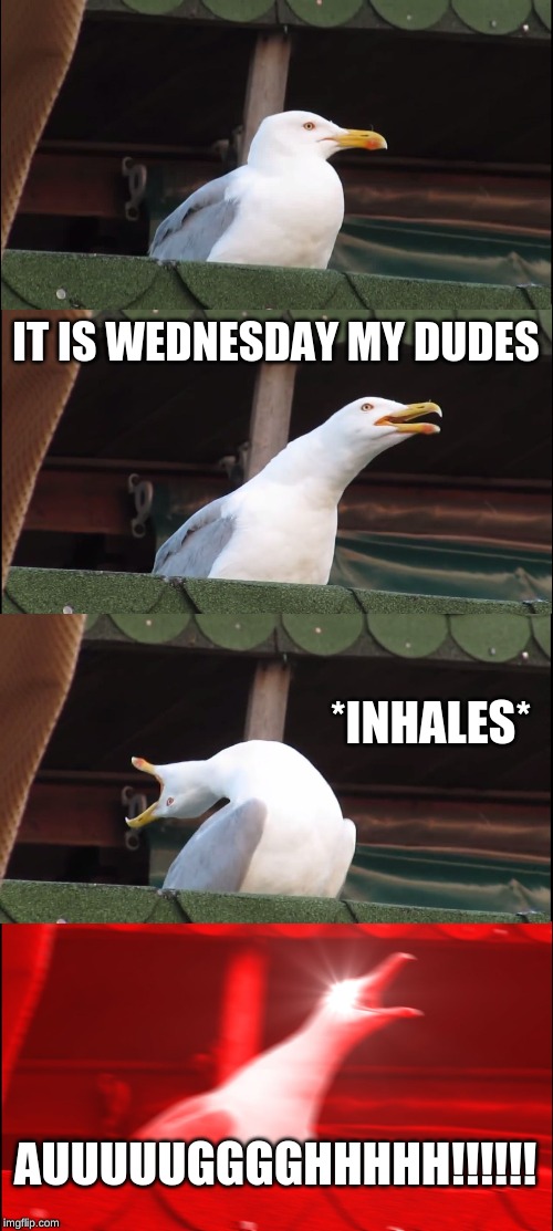 Inhaling Seagull Meme | IT IS WEDNESDAY MY DUDES; *INHALES*; AUUUUUGGGGHHHHH!!!!!! | image tagged in memes,inhaling seagull | made w/ Imgflip meme maker