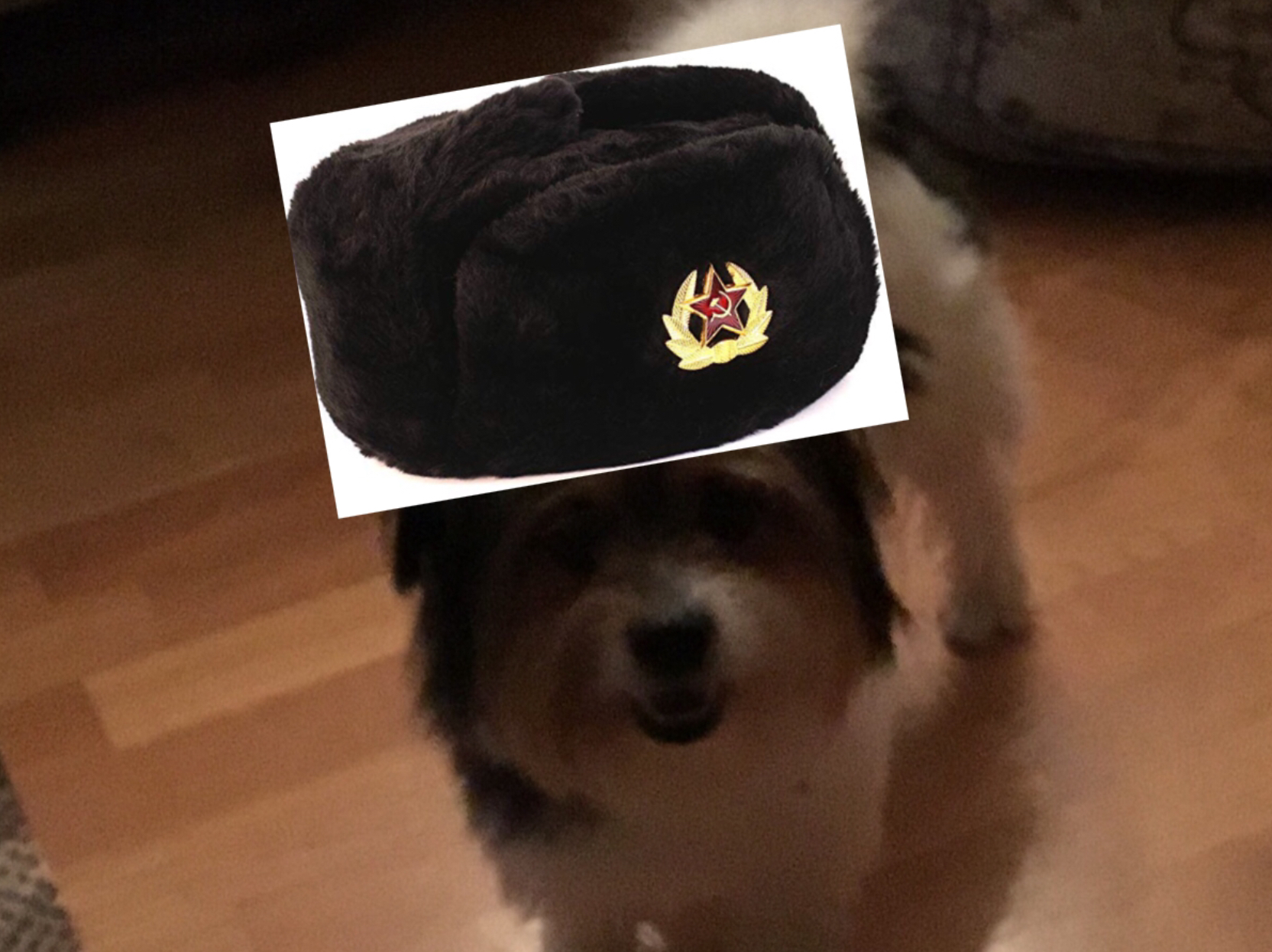 The Russian dog Pelle Blank Meme Template