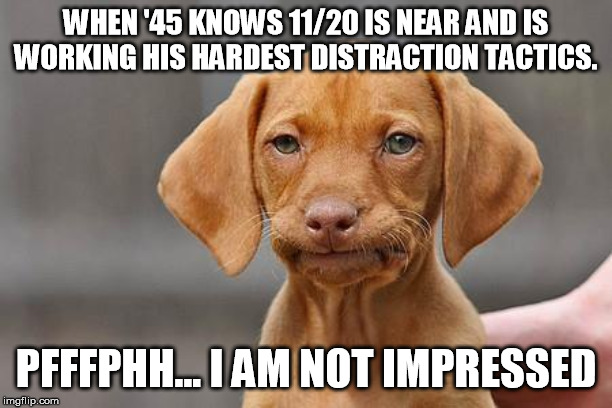 Dissapointed puppy | WHEN '45 KNOWS 11/20 IS NEAR AND IS WORKING HIS HARDEST DISTRACTION TACTICS. PFFFPHH... I AM NOT IMPRESSED | image tagged in dissapointed puppy | made w/ Imgflip meme maker