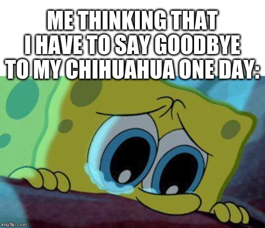 crying spongebob | ME THINKING THAT I HAVE TO SAY GOODBYE TO MY CHIHUAHUA ONE DAY: | image tagged in crying spongebob | made w/ Imgflip meme maker
