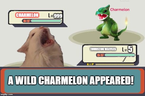 Thurston Waffles Vs. Charmelon | CHARMELON; 999; 5; THURSTON WAFFLES; A WILD CHARMELON APPEARED! | image tagged in pokemon battle | made w/ Imgflip meme maker