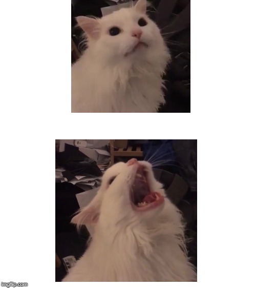 Thurston Waffles Template | image tagged in cats | made w/ Imgflip meme maker