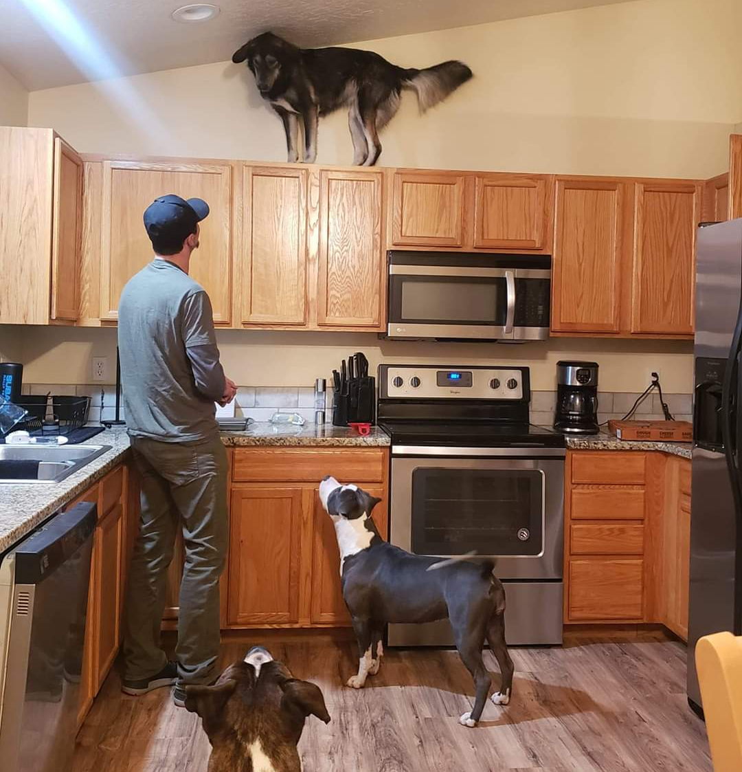 High Quality dog on cabinets Blank Meme Template