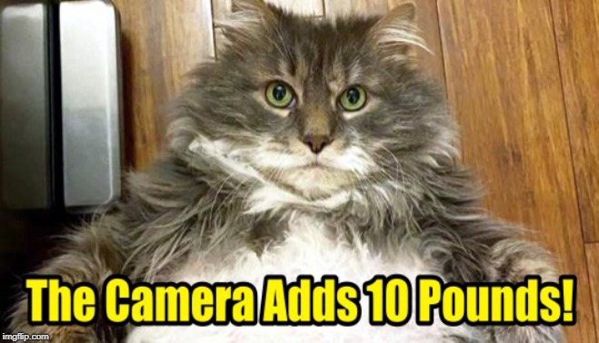 Fat Cat - I Ain't Fat! | image tagged in fat cat,cats,funny meme | made w/ Imgflip meme maker