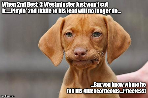 Dissapointed puppy | When 2nd Best @ Westminster Just won't cut It.....Playin' 2nd fiddle to his lead will no longer do... ...But you know where he hid his glucocorticoids...Priceless! | image tagged in dissapointed puppy | made w/ Imgflip meme maker