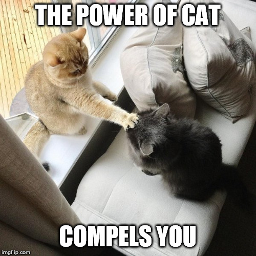 THE POWER OF CAT COMPELS YOU | made w/ Imgflip meme maker