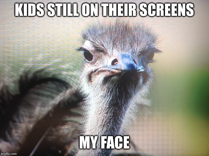 Most people's faces | KIDS STILL ON THEIR SCREENS; MY FACE | image tagged in annoyed bird,disappointment | made w/ Imgflip meme maker