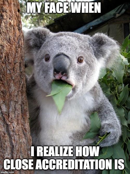 Surprised Koala Meme | MY FACE WHEN; I REALIZE HOW CLOSE ACCREDITATION IS | image tagged in memes,surprised koala | made w/ Imgflip meme maker