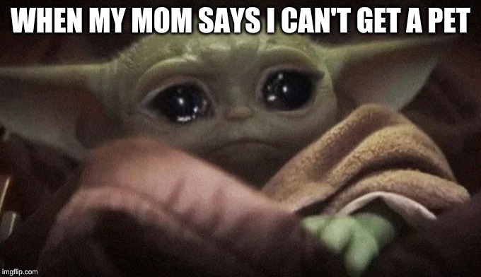 Crying Baby Yoda | WHEN MY MOM SAYS I CAN'T GET A PET | image tagged in crying baby yoda | made w/ Imgflip meme maker