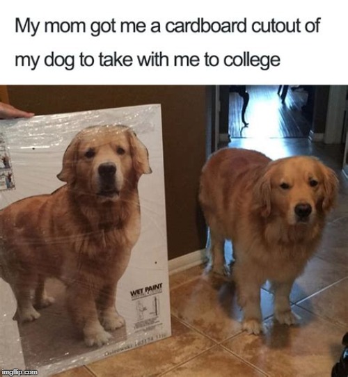 Its time. | image tagged in dog,cardboard,college conservative | made w/ Imgflip meme maker