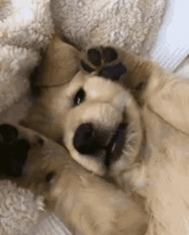 Silly Puppy - Imgflip
