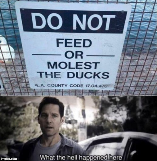 do not do anything to the ducks | image tagged in what the hell happened here,funny memes,funny,memes,ducks | made w/ Imgflip meme maker