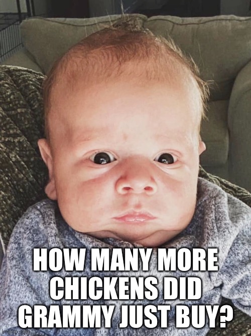 Baby Sees Grammy’s Chickens | HOW MANY MORE CHICKENS DID GRAMMY JUST BUY? | image tagged in baby,chicken,funny,shocked,chickens,grammy | made w/ Imgflip meme maker