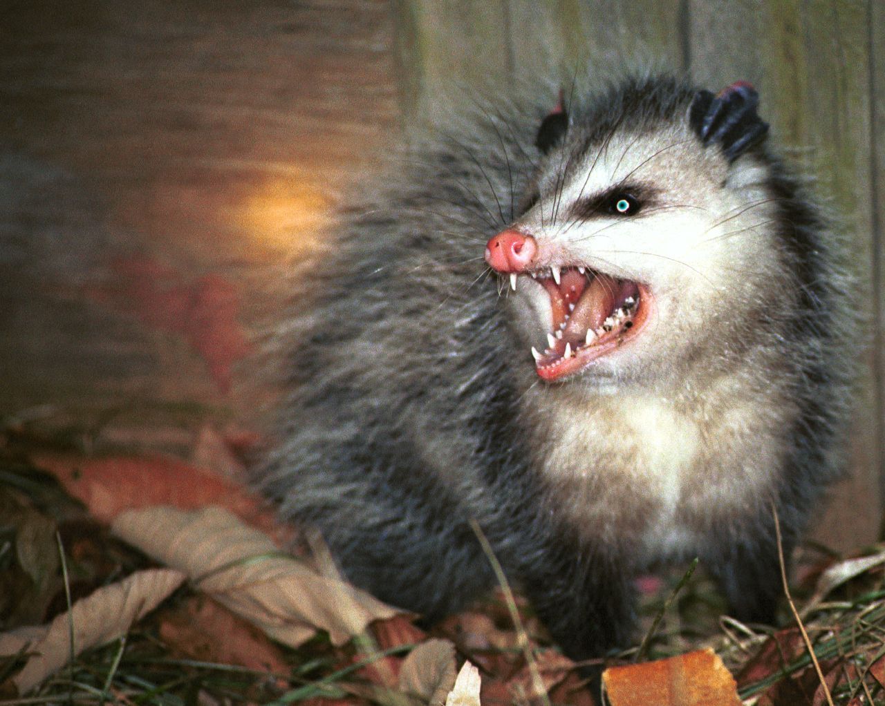 Do not want possum Blank Meme Template