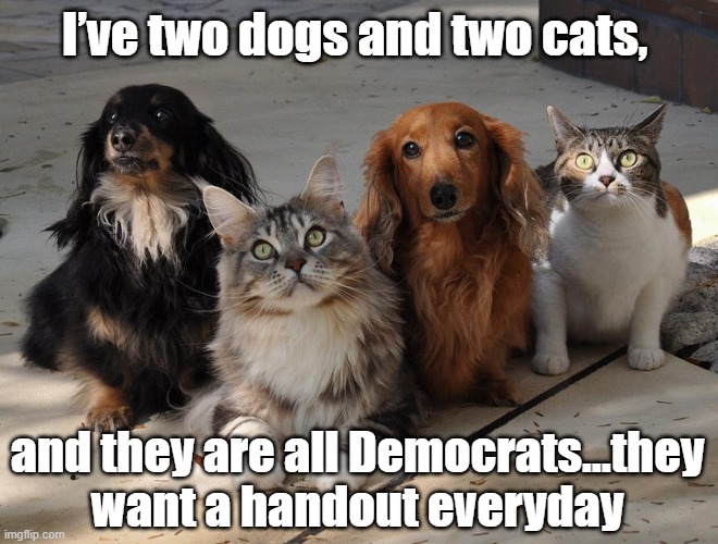 Democrats pets | I’ve two dogs and two cats, and they are all Democrats…they want a handout everyday | image tagged in wrong neighboorhood cats | made w/ Imgflip meme maker