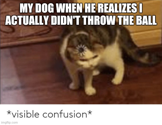 visible confusion | MY DOG WHEN HE REALIZES I ACTUALLY DIDN'T THROW THE BALL | image tagged in visible confusion | made w/ Imgflip meme maker