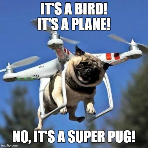 Flying Pug |  IT'S A BIRD!
IT'S A PLANE! NO, IT'S A SUPER PUG! | image tagged in flying pug | made w/ Imgflip meme maker