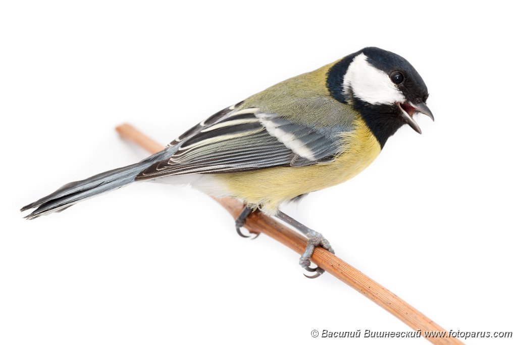 Great tit Blank Meme Template