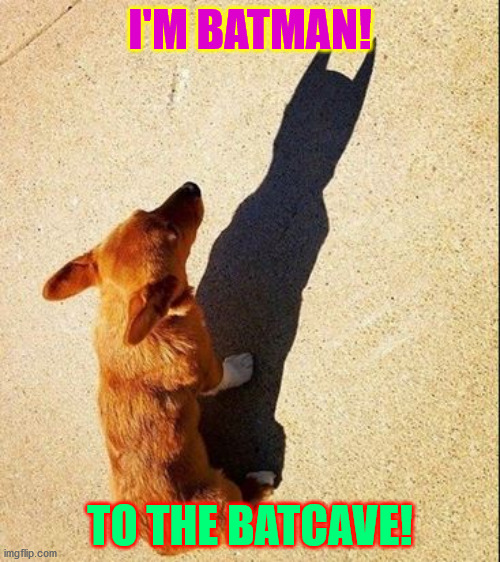 Batman dog | I'M BATMAN! TO THE BATCAVE! | image tagged in funny meme | made w/ Imgflip meme maker