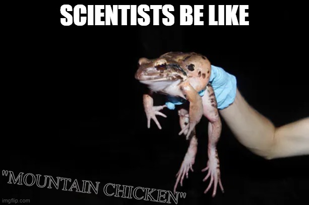 SCIENTISTS BE LIKE; "MOUNTAIN CHICKEN" | image tagged in i needed a tag so i made a tag | made w/ Imgflip meme maker