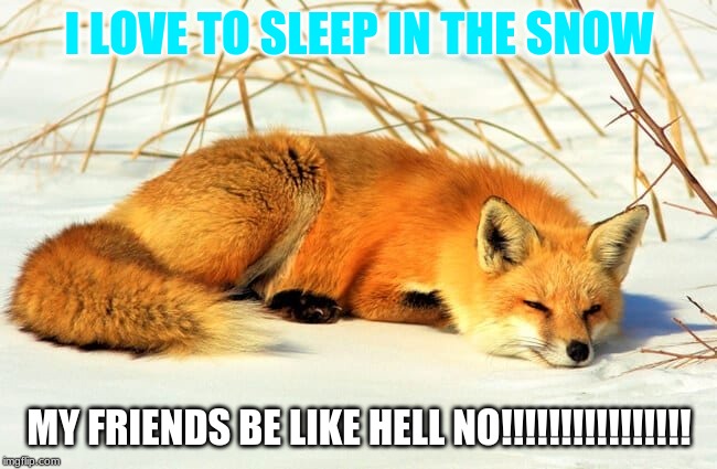 OH HELL NAW | I LOVE TO SLEEP IN THE SNOW; MY FRIENDS BE LIKE HELL NO!!!!!!!!!!!!!!!! | image tagged in my life | made w/ Imgflip meme maker