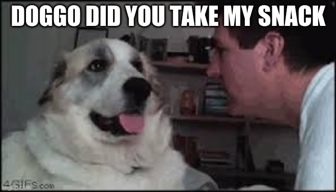 doggo what did you do | DOGGO DID YOU TAKE MY SNACK | image tagged in doggo what did you do | made w/ Imgflip meme maker