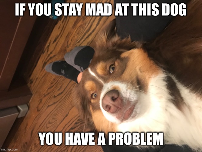This is my dog | IF YOU STAY MAD AT THIS DOG; YOU HAVE A PROBLEM | image tagged in dog | made w/ Imgflip meme maker