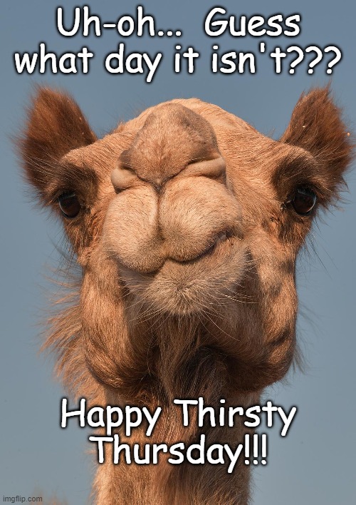 Not Wednesday... | Uh-oh...  Guess what day it isn't??? Happy Thirsty Thursday!!! | image tagged in camel,day,isn't,thursday | made w/ Imgflip meme maker