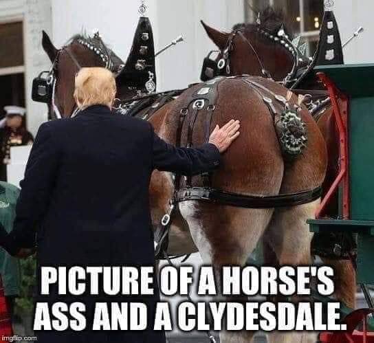 Two Horses' asses Blank Meme Template