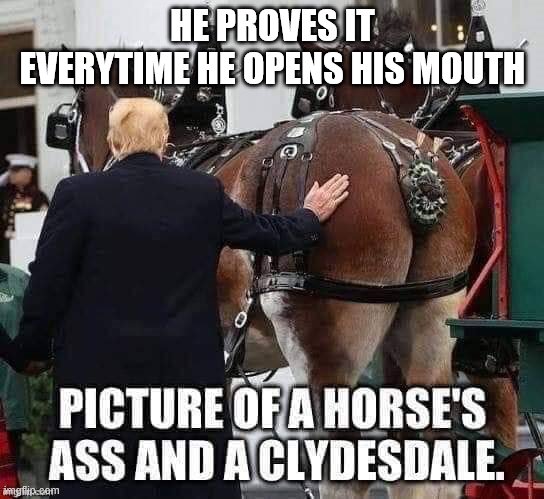 Two Horses' asses | HE PROVES IT EVERYTIME HE OPENS HIS MOUTH | image tagged in two horses' asses | made w/ Imgflip meme maker