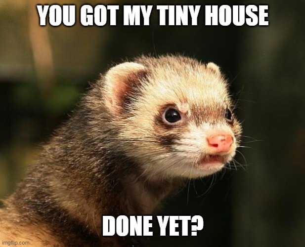Frustrated Ferret | YOU GOT MY TINY HOUSE; DONE YET? | image tagged in frustrated ferret | made w/ Imgflip meme maker