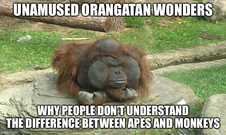 unamused Orangatang | UNAMUSED ORANGATAN WONDERS; WHY PEOPLE DON’T UNDERSTAND THE DIFFERENCE BETWEEN APES AND MONKEYS | image tagged in unamused orangatang | made w/ Imgflip meme maker
