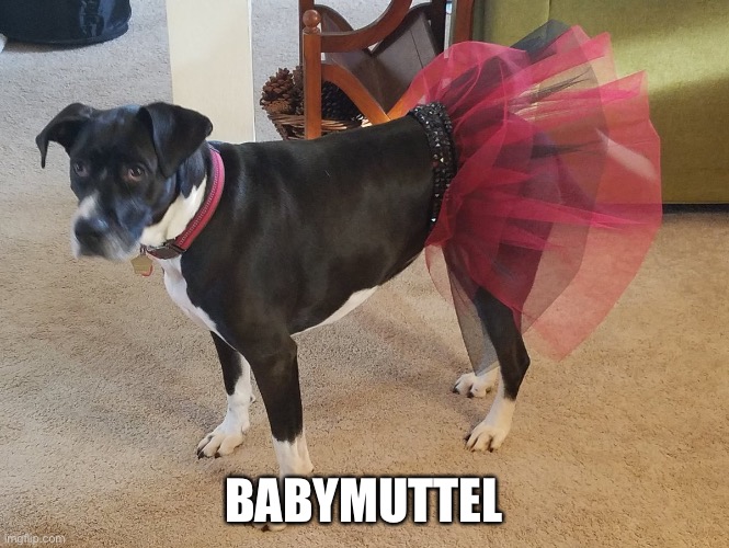 BABYMUTTEL | made w/ Imgflip meme maker