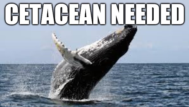 Self-explanatory cringe for when they make up nonsense | CETACEAN NEEDED | image tagged in whale,politics lol,debate,nonsense,right wing,trump | made w/ Imgflip meme maker