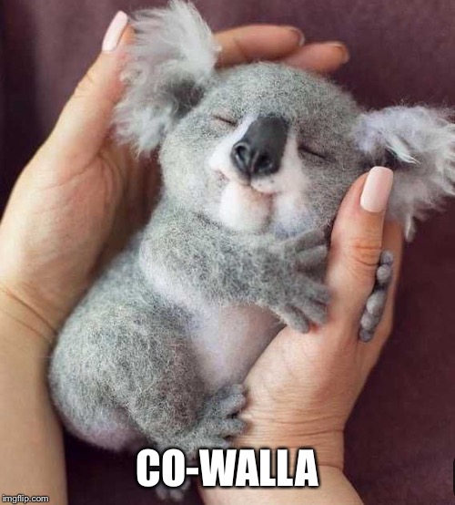 CO-WALLA | made w/ Imgflip meme maker