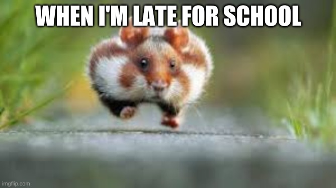 speedy hamster | WHEN I'M LATE FOR SCHOOL | image tagged in memes,dank memes,i am speed,cute,school,funny | made w/ Imgflip meme maker