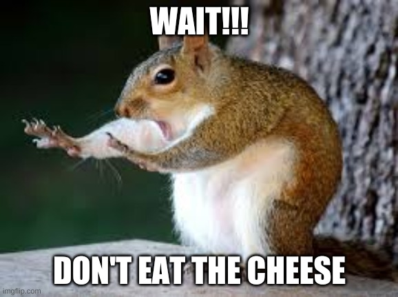 squirrel | WAIT!!! DON'T EAT THE CHEESE | image tagged in meme,dank meme,dank memes,funny,fun,happy | made w/ Imgflip meme maker