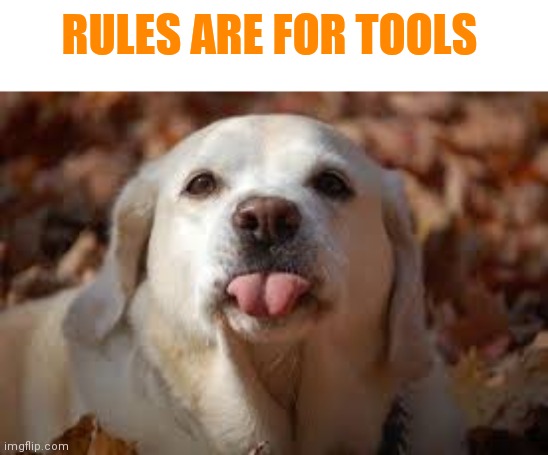 Dog Sticking Tongue Out | RULES ARE FOR TOOLS | image tagged in dog sticking tongue out | made w/ Imgflip meme maker