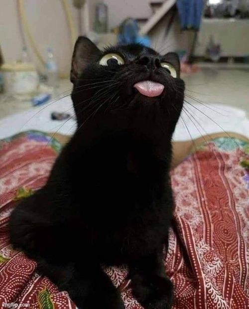 BLACK CAT TONGUE | image tagged in black cat tongue | made w/ Imgflip meme maker