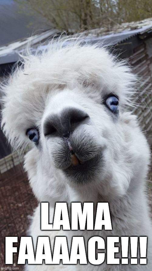 lama | LAMA FAAAACE!!! | image tagged in lama | made w/ Imgflip meme maker