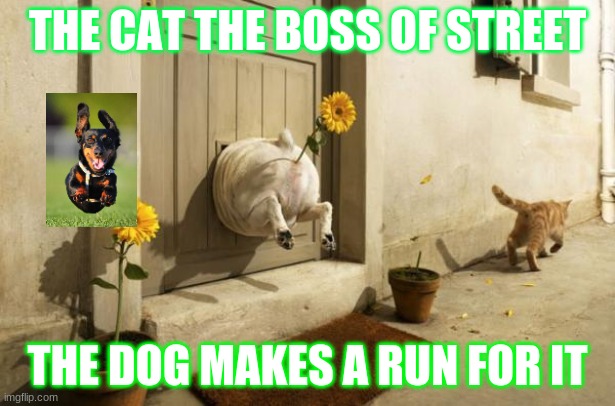 Dog Vs Cat | THE CAT THE BOSS OF STREET; THE DOG MAKES A RUN FOR IT | image tagged in dog vs cat | made w/ Imgflip meme maker