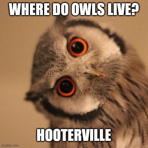 Owl Joke Town | WHERE DO OWLS LIVE? HOOTERVILLE | image tagged in inquisitve owl | made w/ Imgflip meme maker