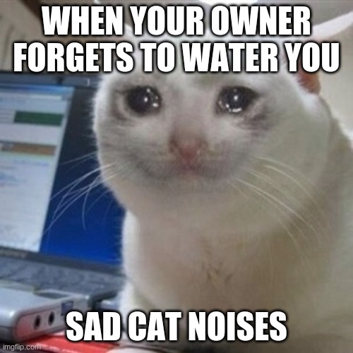 Crying cat | WHEN YOUR OWNER FORGETS TO WATER YOU; SAD CAT NOISES | image tagged in crying cat | made w/ Imgflip meme maker