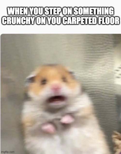 paniked hamster | WHEN YOU STEP ON SOMETHING CRUNCHY ON YOU CARPETED FLOOR | image tagged in paniked hamster | made w/ Imgflip meme maker