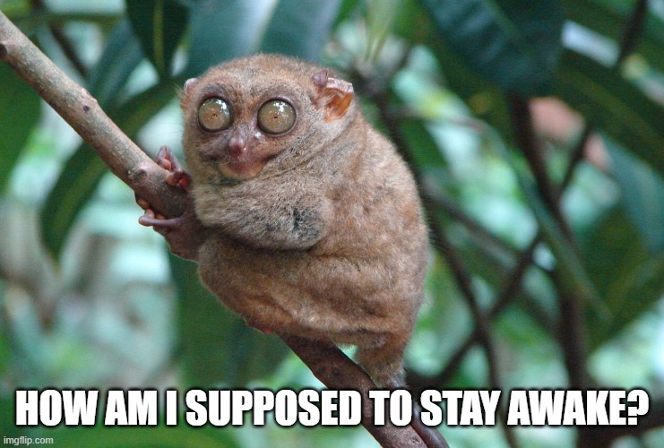 Caffeinated Tarsier | HOW AM I SUPPOSED TO STAY AWAKE? | image tagged in caffeinated tarsier | made w/ Imgflip meme maker