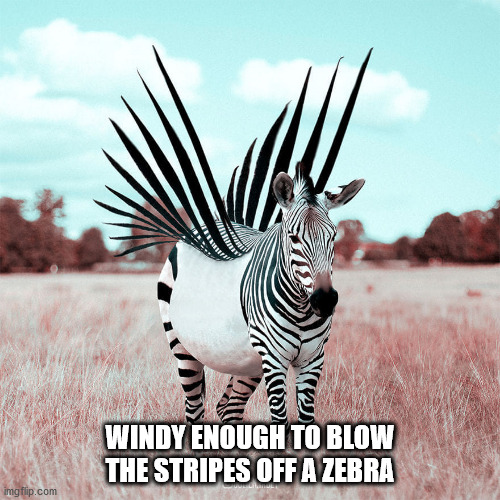 Windy Day | WINDY ENOUGH TO BLOW THE STRIPES OFF A ZEBRA | image tagged in windy day | made w/ Imgflip meme maker